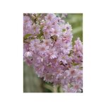 Cerisier du japon 'fukubana' ? arbre caduc 350 cm ? fleurs semi - doubles roses ? pot de 7, 5l / 10l ...
