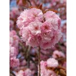 Cerisier du japon 'kanzan' 70 / 90 cm ? arbre caduc avec fleurs roses ? exposition soleil / mi - ombre ...