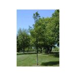 Le jardin du pic vert - charme commun, charmille pot de 4l / 5l