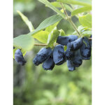 Ch�vrefeuille � baies de miel 'eisb�r' pot de 1, 5l / 2l