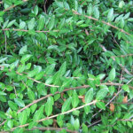 Ch�vrefeuille � cupule - lonicera pileata - 40 - 50 cm pot