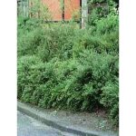 Ch�vrefeuille � cupule pot de 1l / 1, 5l