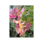 Ch�vrefeuille grimpant 'american beauty' pot de 1, 5l / 2l