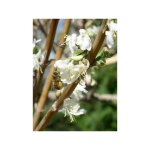 Ch�vrefeuille d'hiver pot de 7, 5l / 10l