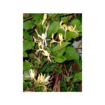 Ch�vrefeuille du japon 'halliana' pot de 2l / 3l