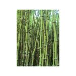 Le jardin du pic vert - chimonobambusa 'macrophylla' pot de 12l / 15l