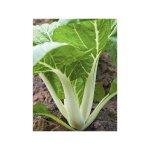 Chou chinois 'pak choi - taisai' le sachet de 300 graines
