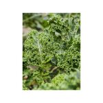 Chou fris� 'dwarf green curled' le sachet de 250 graines (1g)