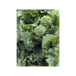 Chou 'novantina' le sachet de 200 graines Chou 'novantina' le sachet de 200 graines