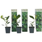 Citronnier - lot de 3 - citrus limon - hauteur 25 - 40cm - ?9cm Citronnier - lot de 3 - citrus limon - hauteur 25 - 40cm - ?9cm