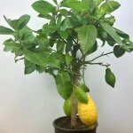 Citronnier des 4 saisons (citrus limon) Citronnier des 4 saisons (citrus limon)