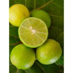 Le jardin du pic vert - citronnier vert pot de 4l / 5l, 1 / 4 de tige