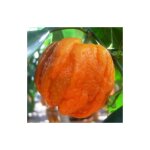 Citrus orange citrus pot 20cm photo actuelle h 80cm