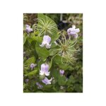 Le jardin du pic vert - clématite 'annabella' pot de 2l / 3l Le jardin du pic vert - clématite 'annabella' pot de 2l / 3l
