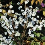 Callicarpa, arbuste aux bonbons magical snowstar 'kolmsnostar' / pot de 1, 5l