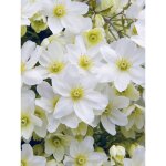 Cl�matite 'avalanche' pot de 2l / 3l