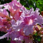 Bignone rose comtesse sarah / pot de 3l