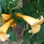 Bignone golden trumpet® 'mincamja3' / pot de 3l Bignone golden trumpet® 'mincamja3' / pot de 3l
