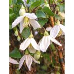 Le jardin du pic vert - cl�matite cireuse 'jingle bells' pot de 2l / 3l