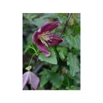 Le jardin du pic vert - cl�matite cireuse 'lansdowne gem' pot de 2l / 3l