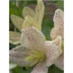 Cl�matite cireuse 'winter parasol' pot de 2l / 3l