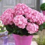 Clematite. net - hortensia macrophylla you&me® miss saori 'h2002' / pot de 1, 5l Clematite. net - hortensia macrophylla you&me® miss saori 'h2002' / pot de 1, 5l
