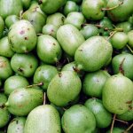 Kiwi de sibrie arguta chang bai giant (femelle) / godet