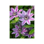 Le jardin du pic vert - clématite 'nelly moser' godet de 8 / 9 cm Le jardin du pic vert - clématite 'nelly moser' godet de 8 / 9 cm