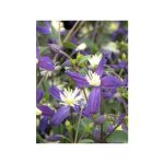 Le jardin du pic vert - cl�matite odorante 'aromatica' pot de 2l / 3l