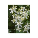 Le jardin du pic vert - clmatite odorante 'mandshurica' pot de 2l / 3l