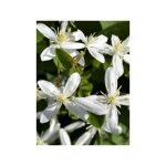 Cl�matite odorante 'terniflora' pot de 2l / 3l