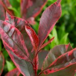 Photinia louise 'mclarlou' / pot de 7, 5l
