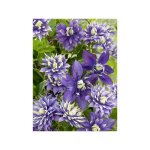 Cl�matite 'taiga ' pot de 1, 5l / 2l