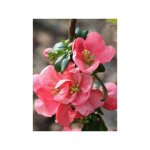 Cognassier du japon 'pink lady' pot de 2l / 3l