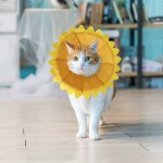 Memkey - collerettes pour chiens chat anti - morsure protection ajustable collier de rcupration comfy ...