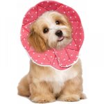 Parkside - collier postopratoire confortable pour chats et chiens, solide, impermable, anti - rayures, ...