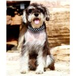 Collier r�glable pour chien avec strass et cristaux brillants pour chiens de petite et moyenne taille ...