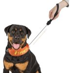 Collier r�tractable pour chien ? collier tout - en - un chien ? laisse r�tractable int�gr�e, collier ...