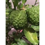 Combava pot de 4l / 5l