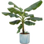 Offre combo - bananier (musa) - cache - pot ocean bleu atlantique - 100 cm - �22 cm? comfortxl green