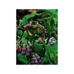 Consoude officinale ? plante vivace 80 cm ? fleurs violettes ? sol humide et riche ? r�sistante aux maladies ...