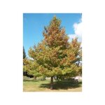 Le jardin du pic vert - copalme d'amérique 'worplesdon' pot de 4l / 5l Le jardin du pic vert - copalme d'amérique 'worplesdon' pot de 4l / 5l
