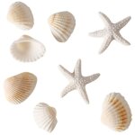 Coquillages d�coratifs blancs 100g