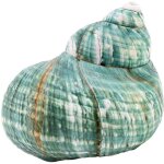 Coquillage marin naturel vert rare 10cm d�coration plage oc�an