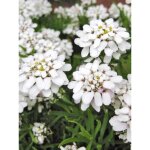 Corbeille d'argent, thlaspi 'weisser zwerg' godet de 8 / 9 cm