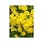 Le jardin du pic vert - corbeille d'or, alysse des rochers 'goldkugel' godet de 8 / 9 cm Le jardin du pic vert - corbeille d'or, alysse des rochers 'goldkugel' godet de 8 / 9 cm