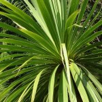 Cordyline australe / pot de 4l