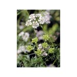 Coriandre le sachet de 120 graines (2g)