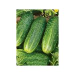 Cornichon, concombre 'delikatess' le sachet de 85 graines (2, 5g)