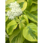 Cornouiller � feuilles alternes 'golden shadows 'wstackman' pot de 4l / 5l